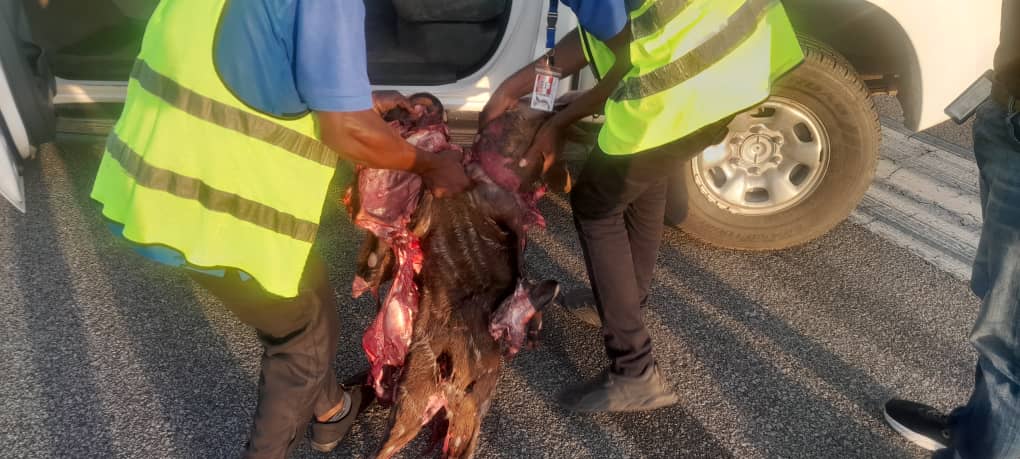 Air Peace aircraft kills antelope