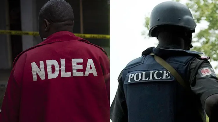 NDLEA nabs fugitive kingpin, seizes $5m opioids haul