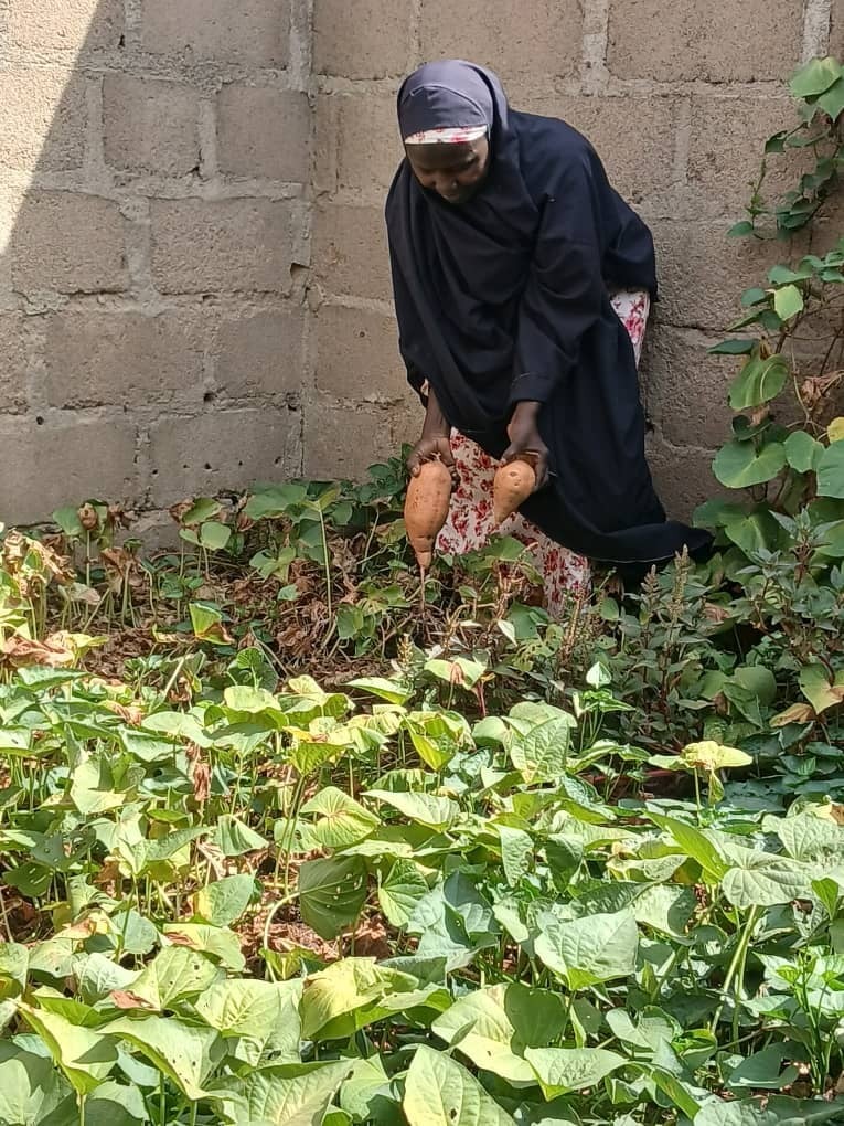 Gombe mothers turn to sweet potatoes to rescue malnourished children