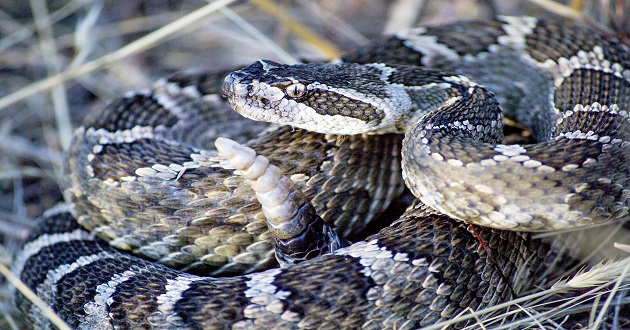 Community pharmacists seek free antivenom, local production to curb snakebite deaths