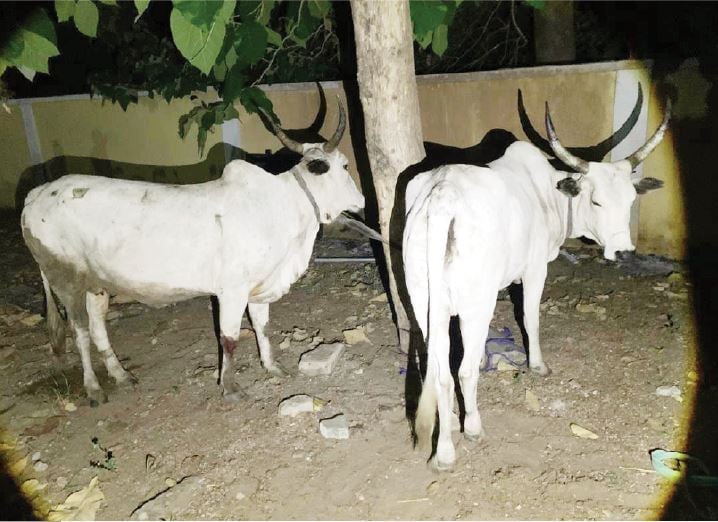 Four suspects arrested for cattle rustling in Oyo