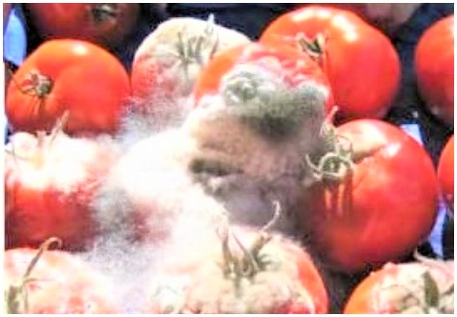 Aproko doctor warns Nigerians against consumption of spoiled tomatoes