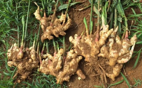 Ginger prices rise in Lagos, traders blame insecurity