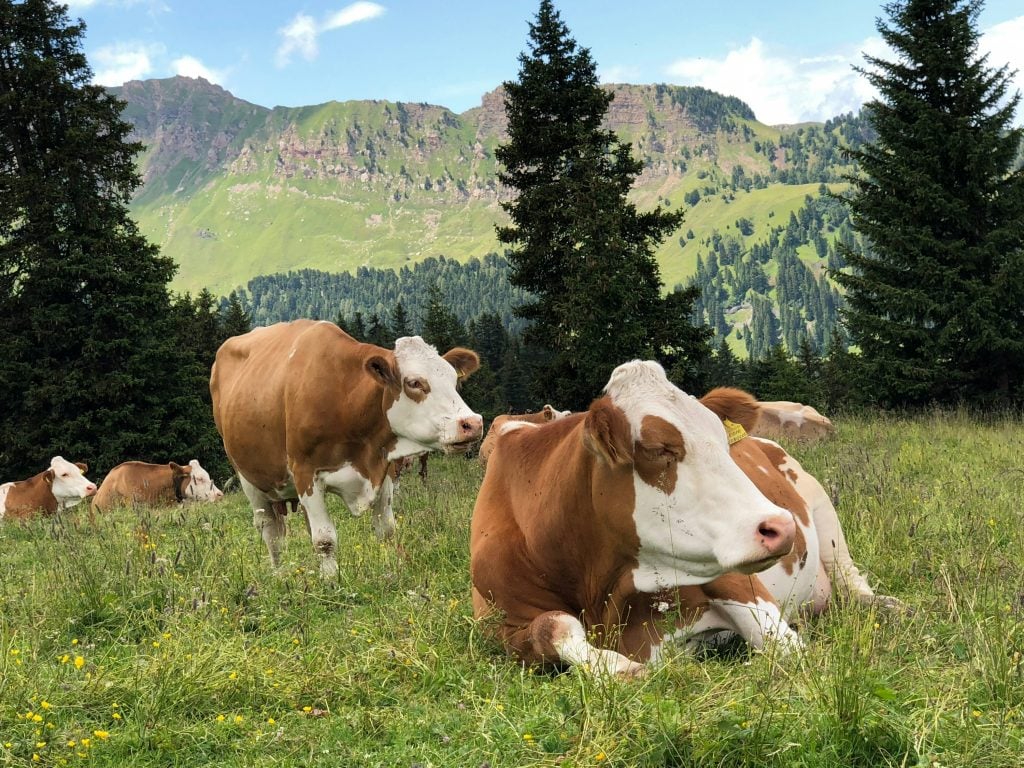 How healthy livestock can spread drug-resistant bacteria to humans