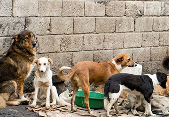 Wash dog bite for 15 minutes to prevent rabies, vet advises